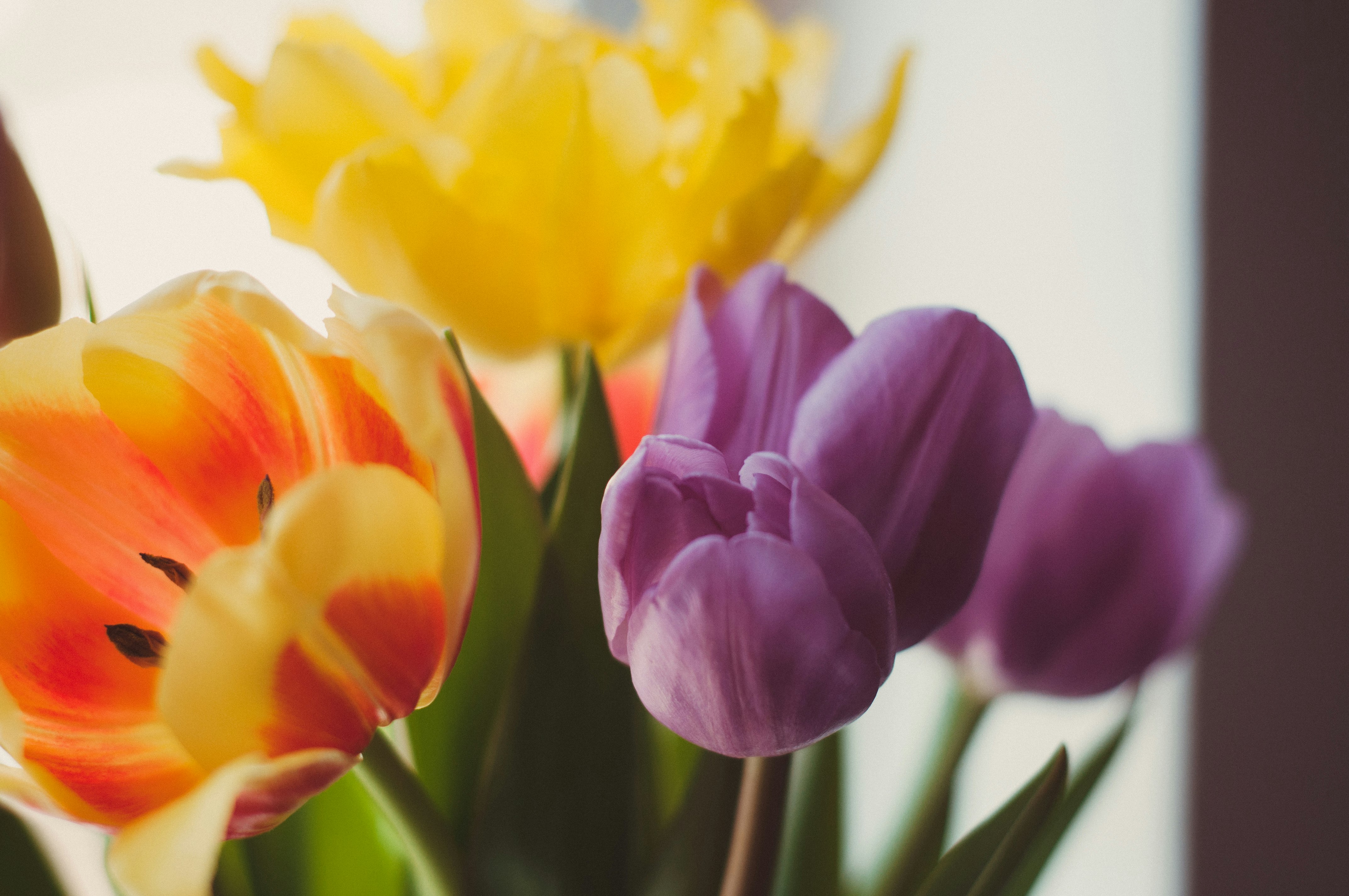 purple tulips in bloom during daytime